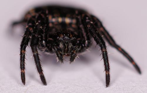 Réf. 352 748 : Nuctenea umbratica